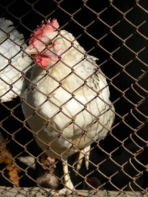 个新的挑战 个新的挑战