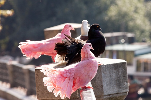 阿努诺比的 阿努诺比的